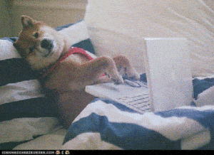dog typing
